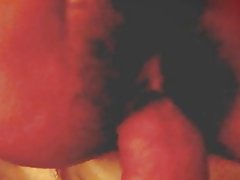 Taiwanské princezná tesné chlpatý mačička